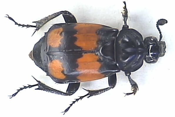 Necrophorus vespilloides